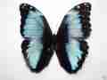 Morpho deidamia (mosaic gynandromorph) (Internet Image property of respective owner, non-commercial use only)